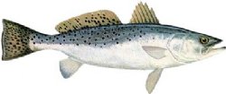 SPOTTED SEA TROUT
