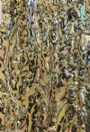 WHITE PAUA ABALONE