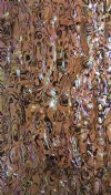 COPPER PAUA ABALONE