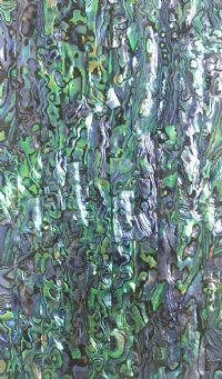 NATURAL PAUA ABALONE
