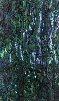NATURAL PAUA ABALONE