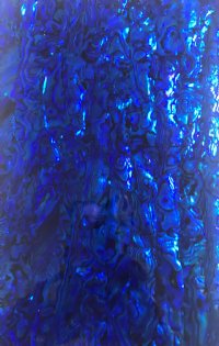 BURPULE PAUA ABALONE