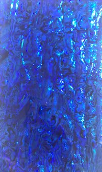 BURPULE PAUA ABALONE