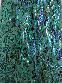 SEAFOAM PAUA ABALONE