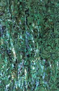 SEAFOAM PAUA ABALONE