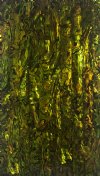 GREEN GOLD PAUA ABALONE