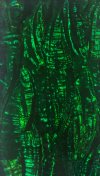 DARK GREEN RIPPLED AWABI ABALONE