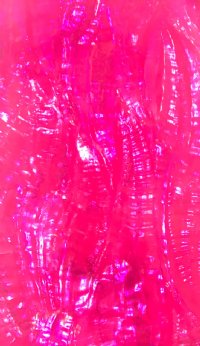 HOT PINK RIPPLED AWABI ABALONE