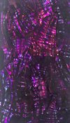 PURPLE RIPPLED AWABI ABALONE