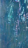 ICE BLUE/WHITE BACK RIPPLED AWABI ABALONE