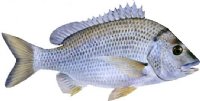 EASTERN BLACK BREAM