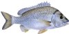 EASTERN BLACK BREAM