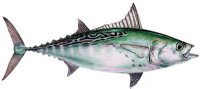 FALSE ALABCORE (BONITO)(LITTLE TUNA)