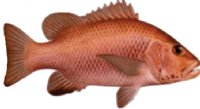 MANGROVE JACK (RED SNAPPER)