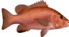 MANGROVE JACK (RED SNAPPER)