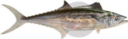 SPANISH MACKEREL