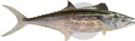SPANISH MACKEREL