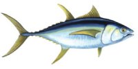 YELLOWFIN TUNA