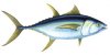 YELLOWFIN TUNA