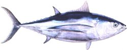 ALBACORE