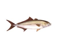 AMBERJACK