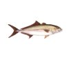 AMBERJACK