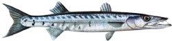 BARRACUDA