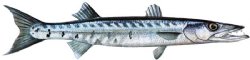 BARRACUDA ( IRIDESCENT )