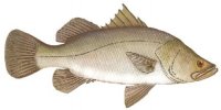 BARRAMUNDI