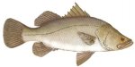 BARRAMUNDI