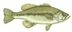 LARGEMOUTH BASS