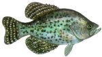 CRAPPIE (BLACK)