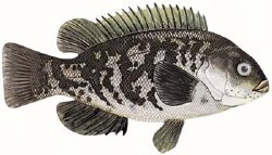 BLACKFISH (TAUTOG)
