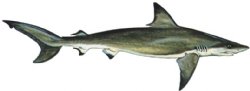 BLACKTIP SHARK