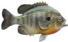 BLUEGILL