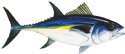 BLUEFIN TUNA