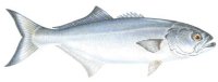 BLUEFISH