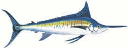 BLUE MARLIN