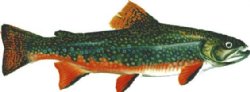 BROOK TROUT