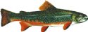 BROOK TROUT