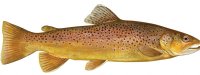 BROWN TROUT