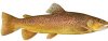 BROWN TROUT