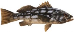 CALICO BASS