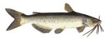 CHANNEL CATFISH