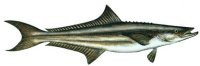 COBIA