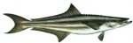 COBIA