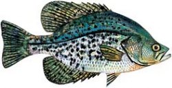 CRAPPIE