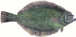 FLOUNDER