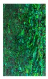 DARK GREEN PAUA ABALONE