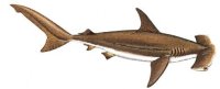 HAMMERHEAD SHARK